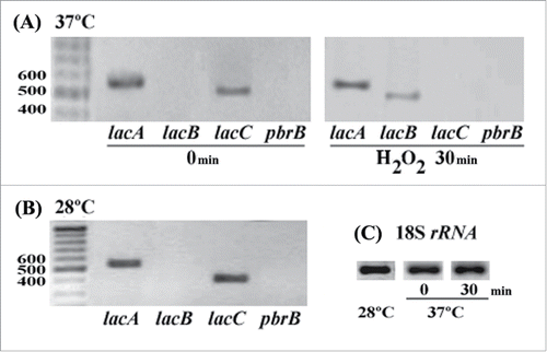 Figure 1. Expression of lac genes in response to oxidative stress in T. marneffei. A) Expression of lacA and lacC in 3-day-old yeast cells at 37°C before H2O2 treatment (0 min) and lacA and lacB during oxidative stress at 30 minute incubation (H2O2 30 min). The quantity of RNA sample used to amplified lac transcripts at 30 minutes was 2-fold lower than untreated sample and amplification of lac at 28°C. B) Transcripts of lacA and lacC presented in 3 day old hyphae at 28°C. C) Amplification of 18S RNA transcript as a control.