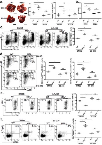 Figure 6. COX-2 inhibition abrogates the MBL deficiency-promoted tumor growth and MDSC accumulation.Mice received daily intraperitoneal injections of either selective COX-2 inhibitor SC-236 or vehicle (DMSO) throughout 21 days of HCC model establishment. Mice were then sacrificed. The liver tumor nodules and maximal tumor size (a) as well as liver index (b) were examined. Scale bars, 1 cm. Representative plots and statistical analysis of (c) MDSCs (Gr-1+CD11b+), (d) G-MDSCs (CD11b+Ly6ClowLy6G+) and M-MDSCs (CD11b+Ly6ChighLy6G−) frequency in CD45+ cells in tumor tissue of the two mice groups. The percentages of (e) IFN-γ+CD8+ cells gated on CD8+ T cells and (f) Tregs (CD25+Foxp3+ cells) frequency gated on CD4+ T cell in tumor tissues of tumor-bearing mice were analyzed by flow cytometry. Data are presented as means ± SEM (horizontal lines). NS, not significant. *, P < 0.05; **, P < 0.01. The data representative of at least three independent experiments with similar results are shown.