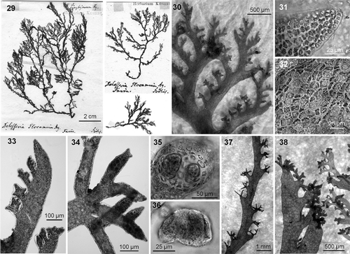 Figs 29–38. Plocamium lyngbyanum. 29. Lectotype of Plocamium lyngbyanum Kützing. 30. Ramuli alternate in series of 4 or 5 above the basal ramuli. 31. Apex without chevron-like appearance. 32. Incomplete cortication. 33. Juvenile stichidia palmately divided. 34. Old compound stichidium with third-order ramification. 35. Slightly compressed cross-section of a stichidium showing tetrasporangia. 36. Tetrasporangia in detail. 37. Clusters of stichidia alternating along the bare section of a main axis. 38. Stichidia growing at the tip of basal ramuli can mask the sympodial look typical of the genus.