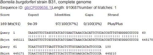 Figure 2 BLAST alignment report showing sequence B in the search query with a maximum 97% ID match with a common spirochete 16S rRNA gene sequence cataloged in the GenBank.