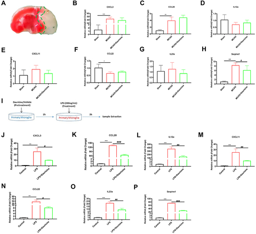 Figure 1 Serpine1 is the main chemotaxis factor for migration in vivo and in vitro. (A) Diagram of ischemia penumbra for sample. mRNA levels in the ischemia penumbra of tMCAO mice in the sham, MCAO and MCAO + dauricine groups were detected via quantitative real-time PCR (B–H). n = 5 mice per group. Sham group vs MCAO group, *p < 0.05, **p < 0.01, ***p < 0.001; MCAO group vs (MCAO + dauricine) group, #p < 0.05; unpaired Student’s t-test. (I) Diagram illustrating drug administration and experimental design for primary microglia. mRNA levels in primary microglia in the control, LPS and LPS + dauricine groups were detected via quantitative real-time PCR (J–P). n = 5 per group. Control group vs LPS group, **p < 0.01, ***p < 0.001; LPS group vs (LPS + dauricine) group, #p < 0.05, ##p < 0.01, ###p < 0.001; unpaired Student’s t-test.