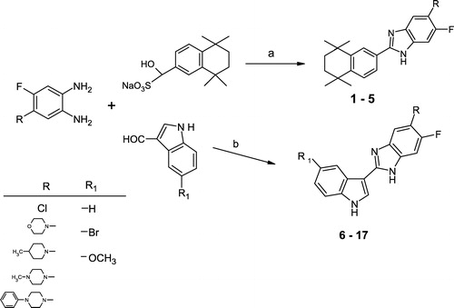 Figure 2 Synthetic scheme for the preparation of 5-substituted-6-fluoro-2-(5,5,8,8-tetramethyl-5,6,7,8-tetrahydronaphthalen-2-yl)-1H-benzimidazole derivatives (1-5) and 5-substituted-6-fluoro-2-(5-substituted-1H-indol-3-yl)-1H-benzimidazole derivatives (6-17). see Table II for R, R′-substituents for respective compounds.