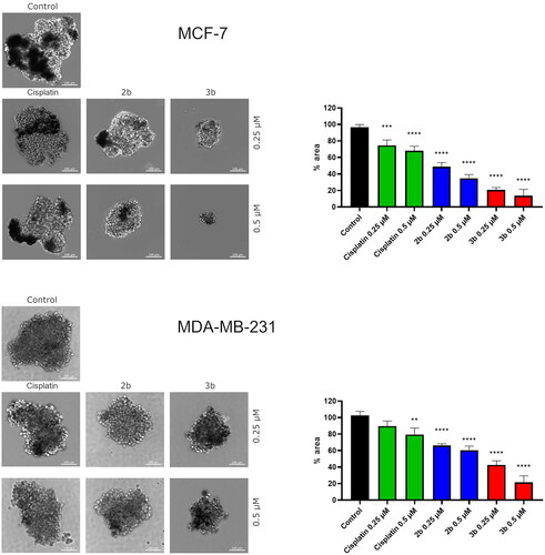Figure 14. Microscopy images of cell invasion of spheroids incubated for 24 h with 2b, 3b and cisplatin (0.25 μM and 0.5 μM). Representative photographs are shown; scale bar: 100 μm. Microscopy images of cell invasion of spheroids incubated for 24 h with 2b, 3b and cisplatin (0.25 μM and 0.5 μM). Representative photographs are shown; scale bar: 100 μm. **p < 0.01 vs. control group, ***p < 0.001 vs. control group, ****p < 0.0001 vs. control group.