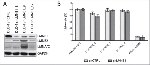Figure 1. Functional consequences of silencing LMNB1. (A) Immunoblot showing decreased levels of LMNB1 in three single cell subclones (shown in duplicates). Note that in two out of three clones no major disruption of the NL was observed when assessed the expression of lamin B2 and lamin A/C. GAPDH was used as loading control. (B) Cell viability analysis of LMNB1-depleted cells after silencing LMNB2 and LMNA by siRNA assessed at 96 hours after transfection. AllStar Death was used as positive control.