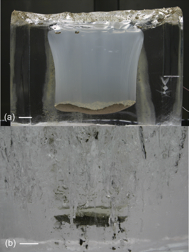 FIGURE 3 Sediment layers in laboratory ice. (a) Test 1, 48 hrs elapsed: sediment thickness had increased from 1 mm to ∼1 cm (shown), scale bar 3 cm. (b) Test 5, 102 hrs elapsed: sediment thickness had decreased from 2.6 cm to 1.3 cm (shown), scale bar 2 cm.