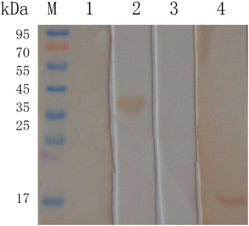 Figure 1. Immunoblot for recombinant and native EmMIC7 protein. Lane M, standard protein molecular weight marker; lane 1, recombinant MIC7 protein (pET-32a(+) 20 kDa fusion proteins of Trx tag, His tag, thrombin, S tag and enterokinase included) probed by serum of unimmunized chickens as primary antibody; lane 2, recombinant MIC7 protein (pET-32a(+) 20 kDa fusion proteins of Trx tag, His tag, thrombin, S tag and enterokinase included) probed by serum from chickens experimentally infected with E. maxima as primary antibody; lane 3, somatic extract of E. maxima sporozoites probed by serum of unimmunized rats as primary antibody. Lane 4, somatic extract of E. maxima sporozoites probed by rat-anti-rEmMIC7 antisera as primary antibody.