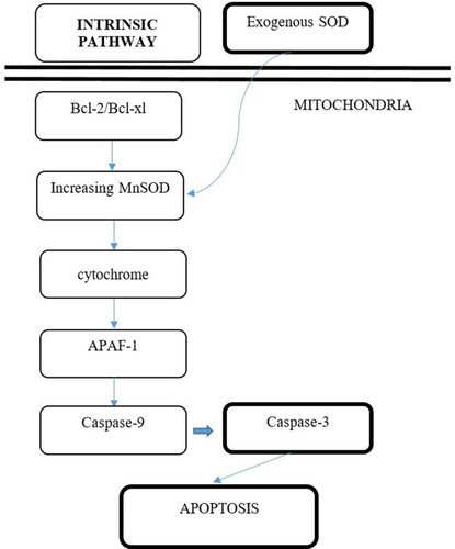 Figure 4 Proposed mechanism of induction of PC-3 cell line apoptosis by exogenous SOD via intrinsic pathway.
