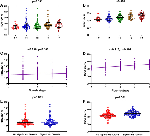 Figure 1 Associations between RDW-CV, RDW-SD, and liver fibrosis stages. (A) Comparisons of RDW-CV across liver fibrosis stages. (B) Comparisons of RDW-SD across liver fibrosis stages. (C) Correlations between RDW-CV and liver fibrosis stages. (D) Correlations between RDW-SD and liver fibrosis stages. (E) Comparison of RDW-CV between patients with and without significant fibrosis. (F) Comparison of RDW-SD between patients with and without significant fibrosis.