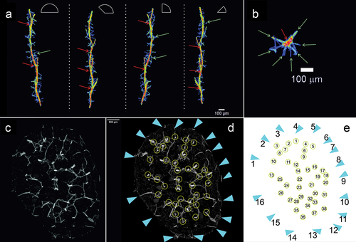 Figure 7. Reconstruction of individual beam and its branches based on µCT (X radia Zeiss) and places where megascleres emerge from the pinacoderm of Spongilla lacustris. (a) Visualization using Neurite Tracer and OrientationJ at various angles, red arrow – one of the central branches selected for analysis, green arrow – transverse crossbars beams. (b) Projection on the ground plane (red arrow – central beam; green arrows – transverse crossbars beams). (c–e) Places where megascleres emerge from the pinacoderm (blue triangles) and the location of the sponge skeleton branch (yellow circles).