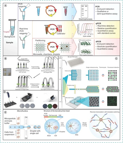 Figure 2. Current examples of commercially available techniques: quantitative PCR, droplet-based digital PCR, crystal digital PCR (cdPCR), PCR, bridge PCR for next-generation sequencing and sequencing of mRNA from individual cells using microfluidics. (A) A comparison of end-point PCR, qPCR and ddPCR. (B) Schematic representation of the principle of solid phase bridge DNA amplification. (C) Different techniques for splitting of samples. (D) Crystal droplet PCR – formation of droplet crystals. (E) PCR and droplet-based library generation for single-cell RNA sequencing.ddPCR: Droplet-based digital PCR; qPCR: Quantitative PCR. (A) Reproduced with permission from [Citation33]. (B) Reproduced with permission from [Citation34], © Elsevier BV (2014).