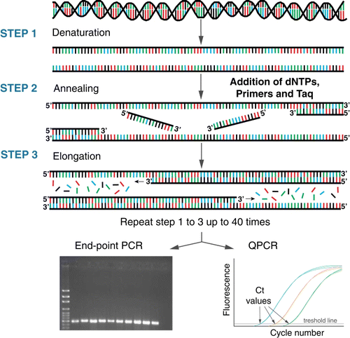 Figure 3  Schematic of end-point PCR and quantitative PCR (QPCR). Using a combination of deoxyribonucleotides (dNTP), oligonucleotides (primers) which are specific to the target, a polymerase enzyme and a series of heating and cooling steps, the DNA/RNA template is exponentially amplified. The resulting ‘amplicon’ products are visualised on an agarose gel for end-point PCR (bottom left) or by measuring florescence for QPCR (bottom right).