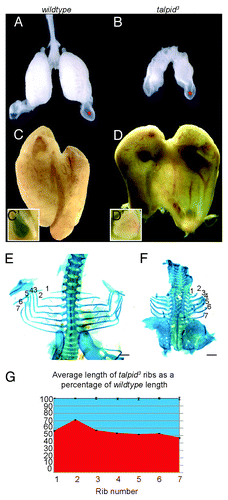 Figure 1. The talpid3 chicken exhibits abnormal lung and liver morphology. Compared with E10 wt lung (A), the talpid3 lung is smaller and poorly branched (B), air sac development was normal (red asterisk) (A andB). Wt liver (C) and talpid3 liver (D) are of similar size, although the talpid3 liver is green. The wt gall bladder is bile filled (green) (C’), while the talpid3 gall bladder lacks bile (D’). At E10 individual ribs were measured in wt (E) and compared with the corresponding rib in talpid3 (F). Average lengths were reduced in the talpid3 chicken; Rib one = 44% reduced, rib two = 28%, rib three = 44%, rib four = 46%, ribs five/six = 48%, rib seven = 53% smaller in talpid3 (G). Magnification is the same between A and B, C and D, and E and F.