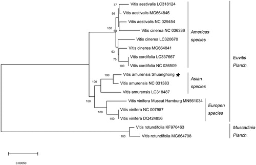 Figure 1. A neighbor-joining (NJ) phylogenetic tree was constructed by using 16 Vitis species. *Indicates Vitis variety in this study.