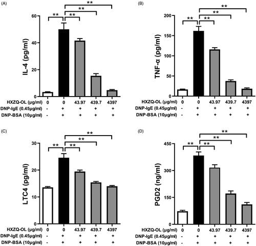 Figure 2. HXZQ-OL inhibited the release of proinflammatory mediators: IL-4 (A), TNF-α (B), LTC4 (C) and PGD2 (D) in IgE/Ag-mediated RBL-2H3 cells. IgE-sensitized RBL-2H3 cells were incubated with HXZQ-OL (43.97, 439.7 and 4397 μg/mL) for 30 min, followed by DNP-BSA challenge for 4 h. The amounts of IL-4, TNF-α, LTC4 and PGD2 were determined using ELISA kits following the manufacturers’ instructions. The data were expressed as the mean ± SD values of three independent experiments. *p < 0.05 and **p < 0.01.