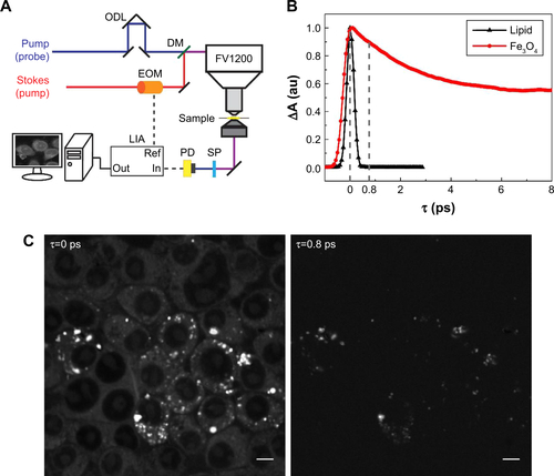 Figure S2 (A) Illustration of dual-modal SRS/TA microscopy. (B) Time-resolved TA dynamics of Fe3O4 nanoparticles and femtosecond SRS curves of oleic acid. (C) SRS images of Kupffer cells and TA images of intracellular Fe3O4 detected at the two time delays (τ) marked in (B). Scale bar: 5 µm.Abbreviations: ODL, optical delay line; DM, dichroic mirror; EOM, electro-optical modulator; SP, shortpass filter; PD, photodiode; LIA, lock-in amplifier; SRS, stimulated Raman scattering; TA, transient absorption.