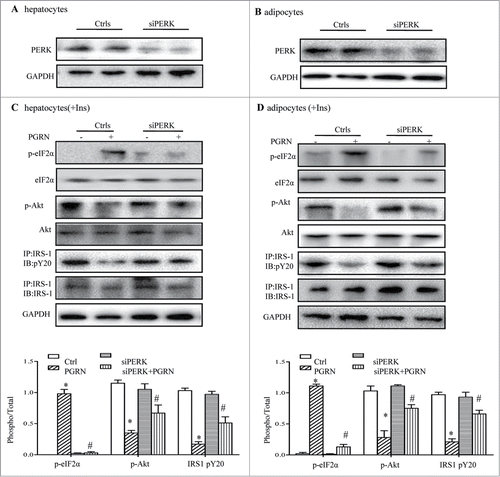 Figure 7. Knockdown of the PERK-eIF2α pathway blocks insulin resistance induced by PGRN in vitro. (A) Expression of PERK in hepatocytes. (B) Expression of PERK in adipocytes. Posphorylated eIF2α, total eIF2α, phosphorylated IRS-1 and total IRS-1 of PERK knockdown hepatocytes (C) and adipocytes (D) treated with PGRN (100 ng/ml) for 16 hr. The bottom is the quantification of proteins phosphorylation with normalization to total protein levels for each molecule under this condition. A representative blot is shown and all the data expressed as means ± SEM in each bar graph represent the average of at least 3 independent experiments. *P < 0.05 vs. the control siRNA groups. #P < 0.05 vs. the control siRNA + PGRN groups.