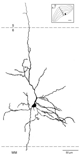 Figure 11 Reconstruction of a corticogeniculate cell that was labeled following an injection into the M layers of the LGN.