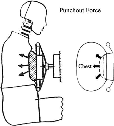 Figure 10. Punchout force causing the cover to bulge with high velocity compression of the chest (modified from Horsch and Culver Citation1979 and Melvin et al. Citation1993).