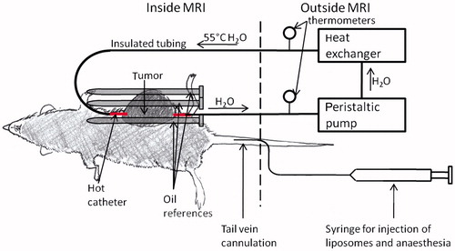 Figure 1. Setup for in vivo imaging studies (image not to scale). The tumour, which is on the left flank and shaded dark grey, is pierced with the hot catheter. During heating, a peristaltic pump pushes heated water (55 °C) through the hot catheter. For drift correction, three oil references were placed around the tumour (shown above) and three oil references were placed under the rat’s body (not shown). Liposomes and anaesthesia were injected via tail vein catheter.