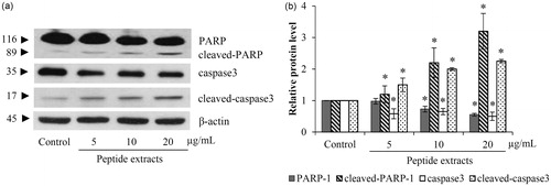 Figure 4. The apoptosis cells death was confirmed by the alteration of caspase-3 and PERP proteins. (a) Western blot analysis indicated an increase of active caspase-3 (cleaved- caspase-3) in peptide extracts-treated H460 cells. (b) As a substrate of activated caspase-3, the significant reduction of PARP was associated with the level of cleaved-caspase-3. Values are means of the independent triplicate experiments ± SD. *p ≤ 0.05 versus non-treated control.