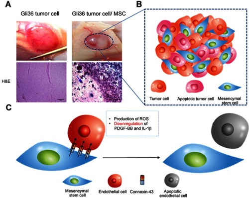 Figure 4 Tumor anti-angiogenesis induced by mesenchymal stem cell (MSC). (A) The gross image and histological analysis of Gil36 and Gil36/MSC co-cultured tumor section (B) Scheme of anti-angiogenesis of MSC when co-cultured with Gli36 cell (C) Schematic figure of capillary degeneration induced by connexin-43 gap junctional channel between MSC and endothelial cell. Reproduced from Ho IA, Toh HC, Ng WH, et al. Human bone marrow-derived mesenchymal stem cells suppress human glioma growth through inhibition of angiogenesis. Stem Cells. 2013;31(1):146–155, with permission from John Wiley and Sons.Citation106