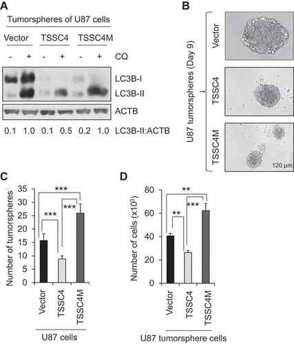 Figure 6. TSSC4 inhibits tumorsphere formation by inhibiting autophagy. The effects of overexpression of TSSC4 and TSSC4M on tumorsphere formation were demonstrated in U87 cells. Stable expression of vector alone, TSSC4, and TSSC4M were shown in Figure 5A. Results were recorded on day 9 of tumorsphere growth. (A) Autophagy was inhibited by overexpression of TSSC4 but not by that of TSSC4M. Autophagy was measured by western blotting of LC3-II in protein lysates of tumorspheres that were pooled from multiple samples under a same condition. CQ (20 µM) was added one day before harvesting tumorspheres. ACTB was used as the loading control for western blot. (B) Example images of maximum sizes of tumorspheres. (C) Total number of tumorspheres per sample. (D) Total number of cells in tumorspheres per sample.