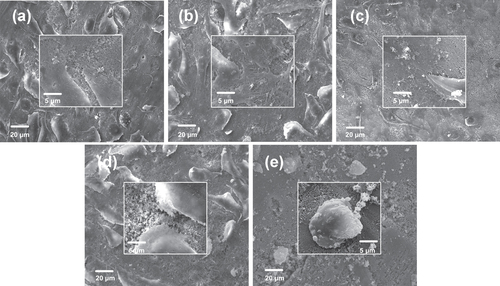 Figure 4. SEM images revealing the morphology of MG63 cells attached to the material surface after 1 day of culture: (a) PHA, (b) FPHA0.25, (c) FPHA0.50, (d) FPHA0.75, and (e) FPHA1.00. Insets show magnified views.