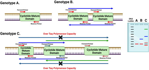 Figure 5. Diagram showing the principle of Cyclotide Subfamily-Specific (CSS) PCR-based markers and their capability to differentiate between close genotypes based on the prevalence of cyclotide mature domains (CMDs) for a certain subfamily, and distances between two adjacent CMDs.