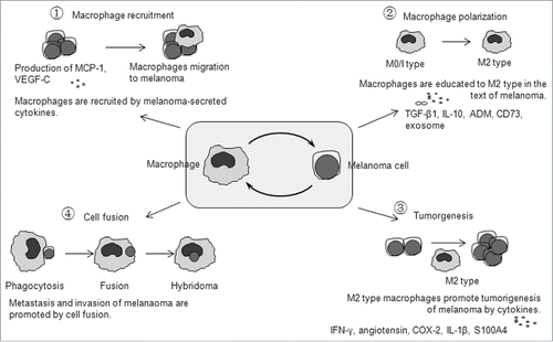 Figure 1. Melanoma progression and pro-tumor activities of macrophages. ① Macrophage recruitment to melanoma. Melanomas release many different types of macrophage-recruiting molecules, such as MCP-1 and VEGF-C, to attract macrophage migration to melanoma sites. ② Polarization to pro-tumor M2 type. Macrophages can be induced and educated to adopt a protumoral phenotype (M2) in the text of melanoma, which is co-made up by both melanoma cells and macrophages. ③ Cytokines by macrophages promote tumorigenesis of melanoma. Macrophages recruited to the melanoma can produce melanoma-stimulating molecules such as IFN-γ, angiotensin, COX-2, IL-1β and S100A4 to support the growth and metastasis of melanoma. ④ The cancer cell fusion theory. Macrophages in the melanoma microenvironment can devour melanoma cells, if digestion fails, then would likely form a hybridoma of the macrophage-melanoma cell, that results in metastasis of the melanoma.