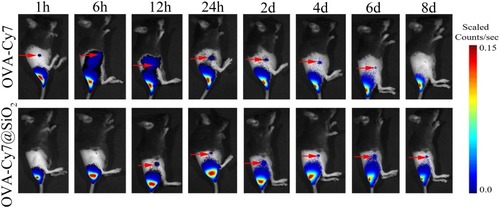 Figure 6 The Cy7 fluorescent signal of OVA-Cy7 and OVA-Cy7@SiO2 in the vaccination site and the right inguinal LNs, all images were overlays of bright photographs with fluorescence intensity measurement, LN indicated by red arrows.