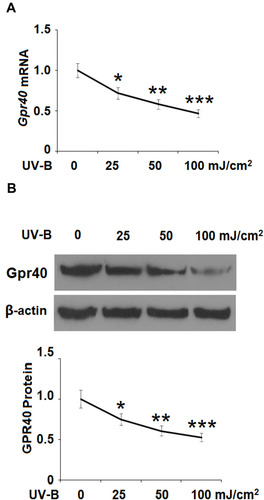 Figure 2 Ultraviolet-B (UV-B) reduced the expression of Gpr40 in epidermal stem cells (ESCs). Cells were exposed to ultraviolet-B (UV-B) (25, 50, 100 mJ/cm2) for 24 h. (A) mRNA level of Gpr40. (B) Protein level of Gpr40 (*, **, ***, P<0.05, 0.01, 0.001 vs previous column group, n=4).