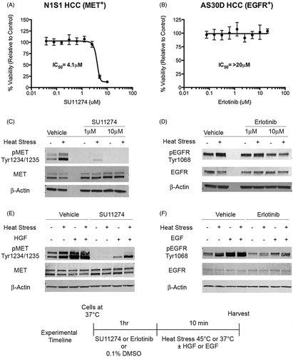 Figure 3. Effect of MET and EGFR inhibition on heat stress and/or growth factor induced MET and EGFR signalling in HCC cells. (A) N1S1 and (B) AS30D HCC cells were treated with a dose-titration of the MET inhibitor SU11274 (0.04–10 μM), EGFR inhibitor erlotinib (0.08–20 μM) or vehicle control (0.1% DMSO) and assessed for viability at 72 h using WST-1 assay. Data were normalised to vehicle control and the IC50 estimated using non-linear regression curve fitting. Data are presented as mean ± SEM of three independent experiments. (C) N1S1 and (D) AS30D HCC cells pre-treated with SU11274 (1 and 10 μM), erlotinib (1 and 10 μM) or vehicle control (0.1% DMSO) for 1 h, heat stressed (45 °C) or control (37 °C) for 10 min, harvested immediately post-heat stress and whole-cell lysates were subjected to Western blotting using phospho-specific and total antibodies against MET and EGFR. β-actin was used as a loading control. (E) N1S1 cells pre-treated for 1 h with SU11274 (5 μM) or vehicle control (0.1% DMSO) followed by heat stress (45 °C) or control (37 °C) ± concomitant treatment with recombinant HGF (50 ng/ml) or vehicle control for 10 min. Immediately post-heat stress whole-cell lysates were subjected to Western blotting for phospho and total MET. β-Actin was used as a loading control. (F) AS30D cells pre-treated for 1 h with erlotinib (5 μM) or vehicle control (0.1% DMSO) followed by heat stress (45 °C) or control (37 °C) ± concomitant treatment with recombinant EGF (50 ng/ml or vehicle control for 10 min. Immediately post-heat stress whole-cell lysates were subjected to Western blotting for phospho and total EGFR. β-actin was used as a loading control.