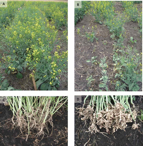 Fig. 5. (Colour online) A, Resistant and B, susceptible canola genotypes grown in clubroot-infected soil in a field near Edmonton, AB. Note that under severe clubroot pressure, a poor canopy is produced and canola plants ripen prematurely. C, Roots on the resistant plants appear normal and healthy, while those on the susceptible plants (D) are severely galled.
