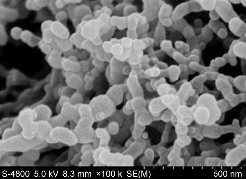 Figure S1 SEM image of SF nanoparticles prepared by the SEDS process.Abbreviations: SEM, scanning electron microscope; SF, silk fibroin; SEDS, solution-enhanced dispersion using supercritical carbon dioxide.