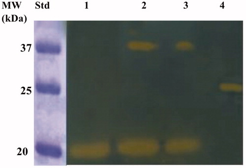 Figure 6. Developed protonogram showing the CO2 hydratase activity of BteCAι. The purified bacterial ι-CA was mixed with the Loading Solution Buffer (LSB) containing SDS at different concentrations (1.0, 0.5 and 0.1%) and loaded on the gel at 10 µg/well. The yellow bands correspond to the enzyme activity responsible for the drop of pH from 8.2 to the transition point of the dye in the control buffer. Legend: Lane 1, BteCAι with 1% SDS (protein in a monomeric state, MW: 19.0 kDa); Lane Std, Molecular markers. Lane 2 and 3 purified BteCAι mixed with 0.5 and 0.1% SDS, respectively (monomer and dimer); Lane 4, commercial bovine CA, used as positive controls.