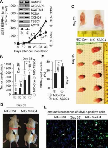 Figure 11. Knockout of TSSC4 in U373 EGFRvIII cells increased tumor growth. Control (NIC-Con) and TSSC4 knockout (NIC-TSSC4) cells were subcutaneously injected into the immunodeficient NSG mice and tumor growth was monitored as described in the Materials and Methods section. (A) Tumor volumes were measured on different days post cancer cell inoculation. Western blot showed the protein levels of TSSC4, the proliferation markers PCNA and CCND1, the apoptosis proteins CASP3 (caspase 3) and cleaved (Cl.) CASP3, and the autophagy substrate SQSTM1 in tumor tissues harvested on day 35 post cancer cell inoculation. (B) Quantification of tumor weights after tumors were dissected on day 26 and day 35 post cancer cell inoculation, respectively. (C) Images of tumors on day 26 and day 35 post cancer cell inoculation. (D) Example images of mice with tumors on day 35 post cancer cell inoculation. (E) Representative immunofluorescent images of the proliferation marker MKI67 (green, white arrow) in the cancer cells of tumor tissues on day 35 post cancer cell inoculation. (F) Quantification of the percentage of MKI67-positive cells in tumor tissues.