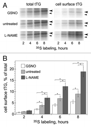 Figure 1 Effects of NO on externalization of endogenous tTG in HAECs. (A) Untreated cells and cells pretreated with NO donor GSNO (200 µm, 1 h) or NOS inhibitor L-NAME (100 µm, 18 h), were metabolically labeled with 35S-translabel for 0–8 h. at the end of labeling, cells were surface-biotinylated with Sulfo-NHS-LC-biotin and cell surface protein fractions were isolated on neutravidinagarose.Citation5,Citation7 the de novo synthesized tTG was immunoprecipitated from total cell extracts (left parts) and cell surface protein fractions (right parts). the resulting tTG immune complexes were resolved by SDS-PAGE and visualized by fluorography. Large and small arrowheads mark the positions of tTG (∼80 kDa) and its major proteolytic fragment (∼68 kDa). (B) the relative amounts of de novo synthesized cell surface tTG were quantified by scintillation counting and compared to those of total tTG. Shown in (A) is a representative of four independent experiments. Bars in (B) depict means ± Sem. *p < 0.05.