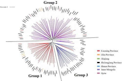 Figure 6. Mung bean system tree diagram based on the NJ algorithm. The clustering results obtained based on the NJ algorithm can be used to divide the tested mung bean resources into three groups, as shown with the dotted line. Mung bean resources marked in red correspond to group II in Supplemental Table S9; mung bean resources marked in blue correspond to group I in Table S9; and mung bean resources marked in purple correspond to group III in Supplemental Table S9.