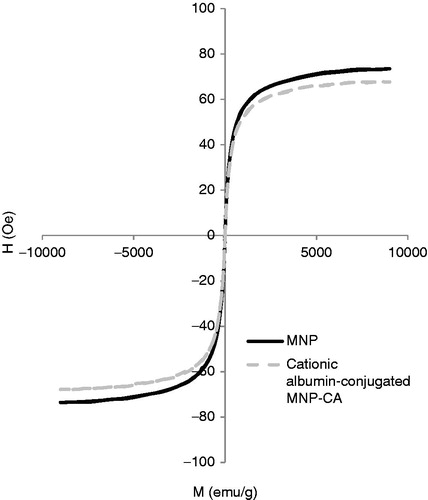 Figure 5. VSM plot of MNP and cationic albumin-conjugated MNP-CA.