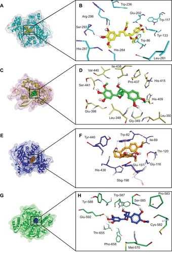 Figure 6 3D structures of proteins showing the binding sites (left), and main residues involved in the ligand–protein (right) interaction of compound 8 and AChE (A, B), compound 11 and TACE (C, D), compound 11 and BuChE (E, F), and compound 11 and NOS (G, H).