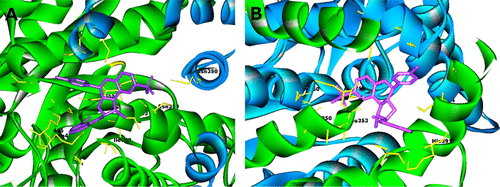Figure S2 Binding modes and important binding site residues of Compound 8 located in the binding site of PKM2 (ligands in magenta, PKM2 domain in green and cyan, respectively).Note: The A and B represent two different directional views of Compound 8 located in the binding site of PKM2.Abbreviation: PKM, pyruvate kinase isozyme.