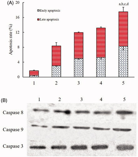 Figure 5. Induction of apoptosis on brain glioma cells after treatment with functional docetaxel nanomicelles. (A) Induction of apoptosis; (B) activation of apoptotic enzymes upstream caspases 8, 9 and downstream caspase 3. 1. Blank control; 2. Docetaxel nanomicelles; 3. GLU modified docetaxel nanomicelles; 4. DQA modified docetaxel nanomicelles; 5. Functional docetaxel nanomicelles. p < .05, a, vs. 1; b, vs. 2; c, vs. 3; d, vs. 4. Data presented as mean ± standard deviation (SD), (n = 3).