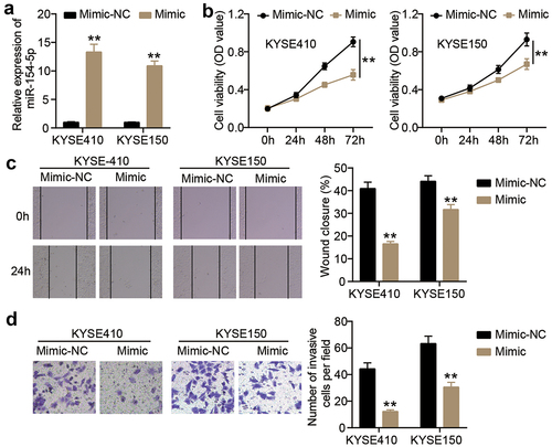 Figure 2. miR-154-5p overexpression inhibited cell malignancy in ESCC cells. (a) The transfection efficiency of miR-154-5p mimic was assessed in KYSE410 and KYSE150 by qRT-PCR. (b) The change of cell viability in ESCC cells after transfecting miR-154-5p mimic was detected by CCK8 assay. (c) The change of cell migration in ESCC cells after transfecting miR-154-5p mimic was detected by wound healing assay. (d) The change of cell invasion in ESCC cells after transfecting miR-154-5p mimic was detected by transwell assay. **p < 0.001 vs mimic-NC. NC, negative control. Mimic, miR-154-5p mimic.