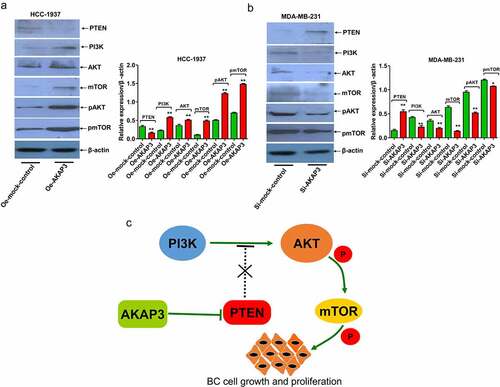 Figure 5. Effects of AKAP3 overexpression and knockdown on the expressions of PTEN/PI3K/AKT/mTOR signaling components. (a, b) expressions of PTEN, PI3K, AKT/pAKT, and mTOR/pmTOR in Oe-AKAP3-transfected HCC1937 cells and si-AKAP3-transfected MDA-MB-231 cells. (c) The mechanism responsible for AKAP3-mediated PTEN/PI3K/AKT/mTOR signaling. *P < 0.05 and ** P < 0.01 vs. mock control.