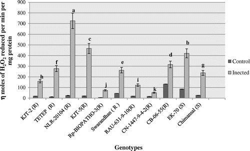 Figure 2. Activity profile of peroxidase (POX).