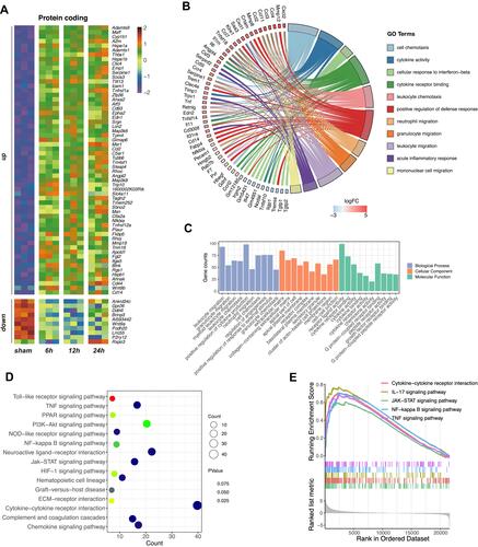 Figure 2 Function enrichment analysis indicated changes in cytochemical signals and activation of inflammatory cells. (A) Heatmap of the top 60 up-regulated and 10 down-regulated mRNAs. (B) GO-chord plot shows the main biological process function enrichment, mRNAs are linked via ribbons to their enriched GO terms. The left half outer ring colors show log fold change of DEGs. (C) The top 10 function enrichment terms of biological process, cellular component and molecular function. (D) KEGG pathway enrichment was analyzed from the DAVID website. (E) Pathway enrichment was analyzed with the GSEA method.