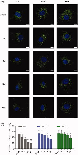 Figure 6. Cellular uptake of sEVs under different storage conditions. (A) Autologous cellular uptake of bEnd.3 cells derived sEVs. Images were obtained 4 h after incubation. Scale bar = 100 μm. (B) Semi-quantitative analysis of autologous cellular uptake of bEnd.3 cells derived sEVs. *p < .05; **p < .01; ***p < .001.