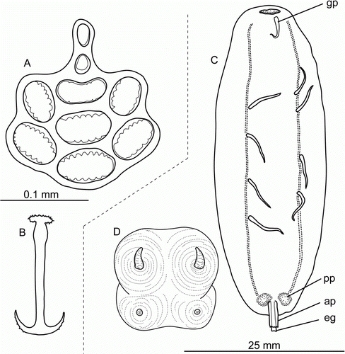 Figure 16.  (A,B) Labidoplax sp., St. JC037/15, body wall ossicles. (C,D) Gephyrothuria alcocki Koehler & Vaney, Citation1905. St. JC037/19. (C) Dorsal view, scale 25 mm; (D) tentacle disc, magnified. ap, anal papilla; gp, genital papilla; eg, endgut; pp, posterior protuberance.