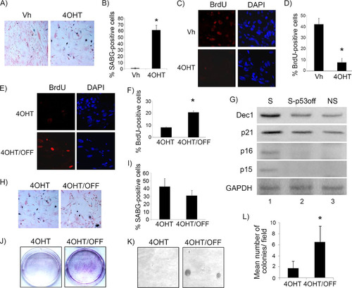 FIG 6 p53 is necessary for maintenance of RasV12-induced senescence in fibroblasts. (A) Representative staining for SABG in p53ERTAMKi/− MEFs transduced with RasV12 and treated with either vehicle (Vh) or 4-OH tamoxifen (4OHT) to restore p53, as indicated. (B) Percent SABG-positive cells under the conditions represented in panel A. (C) BrdU and corresponding DAPI nuclear stain in p53ERTAMKi/− MEFs treated as described for panel A. (D) Percent BrdU-positive cells under the conditions represented in panel C. (E) Representative staining for BrdU and corresponding DAPI nuclear stain in p53ERTAMKi/− MEFs after RasV12 transduction and treatment with 4OHT to restore p53 for 1 week. After this, 4OHT treatment continued (4OHT) or was withdrawn to inactivate p53 (4OHT/OFF) for another week. (F) Percent BrdU-positive cells under the conditions represented in panel E. (G) Western blotting for the indicated proteins in p53ERTAMKi/− MEFs after RasV12 transduction and treatment with 4OHT to restore p53 for 2 weeks (senescent cells [S]) or treatment with 4OHT for 1 week and then withdrawal to inactivate p53 for another week (S-p53OFF) or in control, RasV12-transduced, vehicle-treated MEFs as never-senescent controls (NS). (H) Representative staining for SABG in p53ERTAMKi/− MEFs treated as described for panel E. (I) Percent SABG-positive cells under the conditions represented in panel H. (J and K) Cell density assay by Cresyl violet staining (J) and soft-agar colony formation assay (K) in RasV12-transduced p53ERTAMKi/− MEFs after treatment with 4OHT to restore p53 for 1 week. Treatment was continued (4OHT) or was withdrawn to inactivate p53 (4OHT/OFF) for another 2 weeks, as indicated. (L) Mean number of colonies per field under each condition shown in panel K. Each point in panels B, D, F, I, and L represents the means from at least 5 fields and is representative of at least 2 independent experiments. Bars represent standard deviations, and asterisks denote a statistically significant difference (P < 0.05).