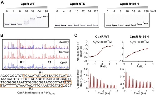 Figure 2. CpxR recognizes and binds to the promoter region of blaKPC. (A) Electrophoretic mobility shift assay (EMSA) using increasing amounts of wild-type CpxR, CpxRNTD (CpxR missing C-terminal domain), and CpxRR195H with 2 pmol of FAM-labeled promoter of blaKPC. (Negative Controls, Figure S8) (B) DNase I footprinting assay. The FAM-labeled promoter region of blaKPC was incubated with or without CpxR protein, then digested by DNase I. Electropherograms indicated the sequence of protection region. The peaks at R1 and R2 were significantly decreased in the presence of CpxR, indicating direct binding sites of CpxR. (C) Isothermal titration calorimetry assay of the blaKPC promoter region with CpxR and CpxRR195H. The genetic organizations of CpxR, CpxRNTD, and CpxRR195H were depicted in Figure S3.